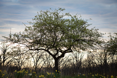Assignment 6 | Nature & Beauty in Washtenaw County