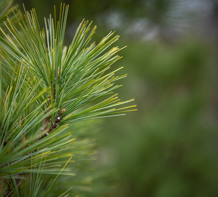 Assignment 6 | Nature & Beauty in Washtenaw County