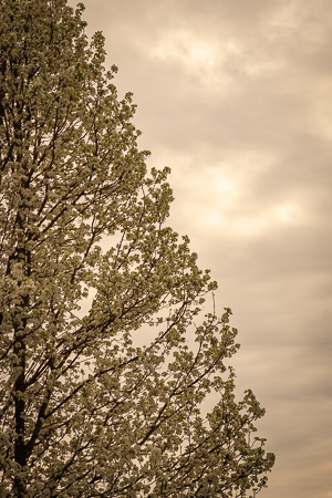 Assignment 6 | Nature & Beauty in Washtenaw County