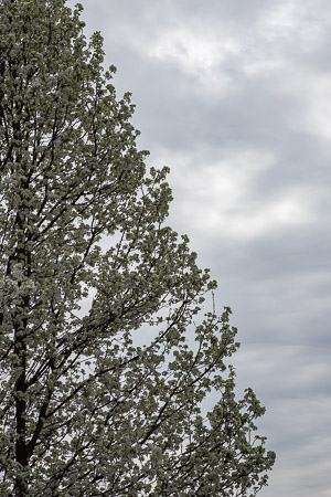 Assignment 6 | Nature & Beauty in Washtenaw County