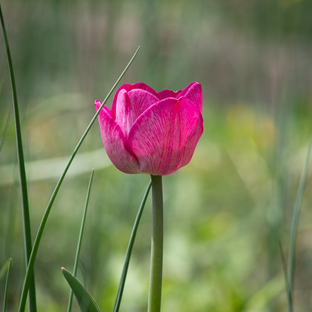 Assignment 6 | Nature & Beauty in Washtenaw County